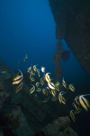 Bannerfish at the Thistlegorm wreck.の写真素材