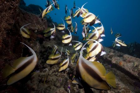 Bannerfish at the Thistlegorm wreck.の写真素材