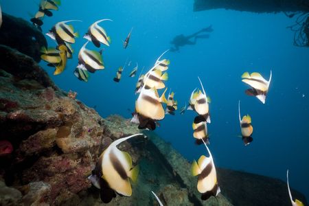 Bannerfish at the Thistlegorm wreck.の写真素材