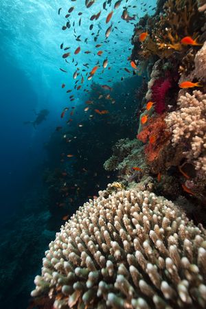 Coral and fish in the Red Sea.の写真素材