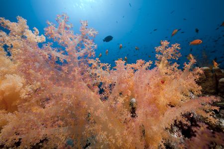 Coral and fish in the Red Sea.の写真素材