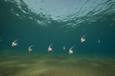 schooling bannerfish and ocean.の写真素材