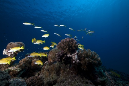 ocean, coral and fish.の写真素材