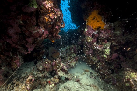 Fish and ocean.