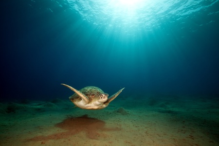 male green turtle.の写真素材