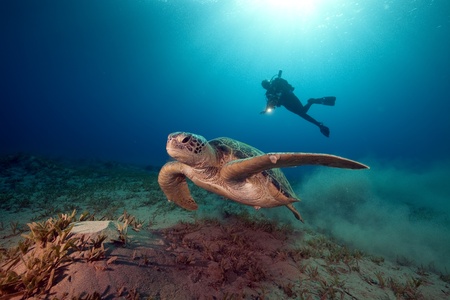 male green turtle and videographer.の写真素材