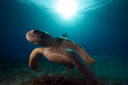 male green turtle.の写真素材