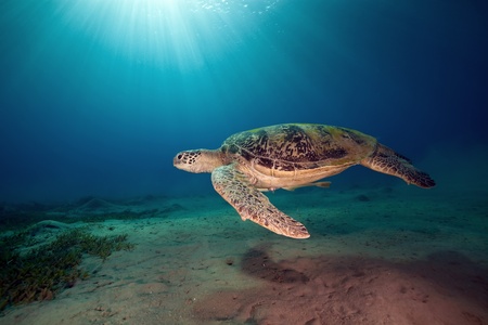 male green turtle.の写真素材