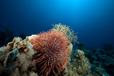 Crown-of-thorns starfish in the Red Sea.の写真素材