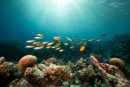 Ehrenberg's snappers and tropical reef in the Red Sea.