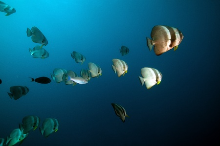 Spadefish above the SS Thistlegorm.の写真素材