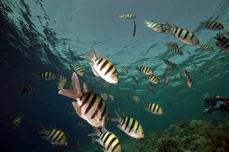 Marine life in the Red Sea.の写真素材