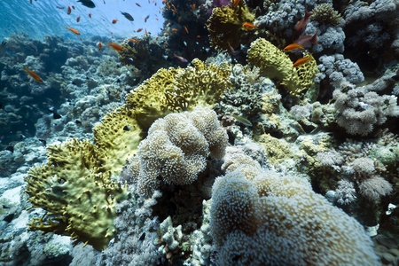 Marine life in the Red Sea.の写真素材