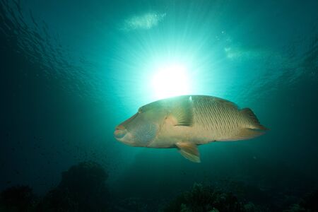 Napoleon wrasse and tropical underwater life in the Red Sea.