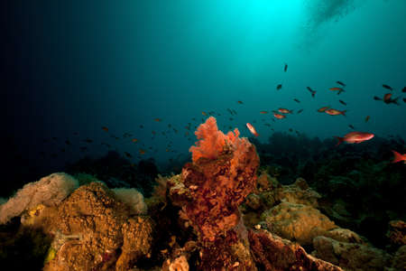 Fish and tropical reef in the Red Sea.