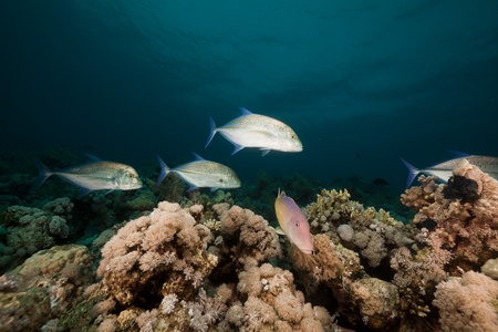Goatfish and trevally the Red Sea.の写真素材