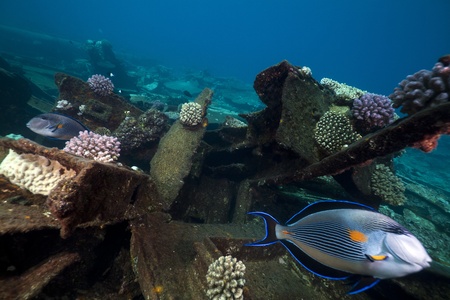 The Kormoran and underwater scenery in the Red Sea.
