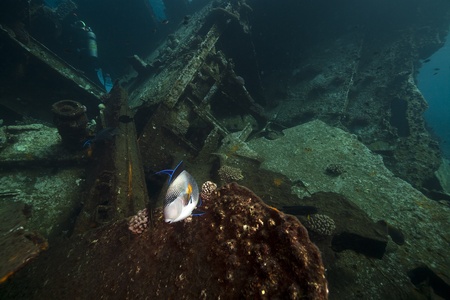The Kormoran and underwater scenery in the Red Sea.の写真素材