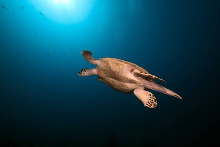Hawksbill turtle in the Red Sea.の写真素材