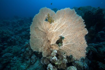 seafan and coral in the Red Sea.の写真素材