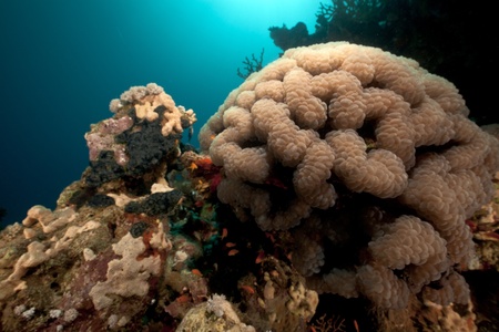 Bubble coral in the Red Sea