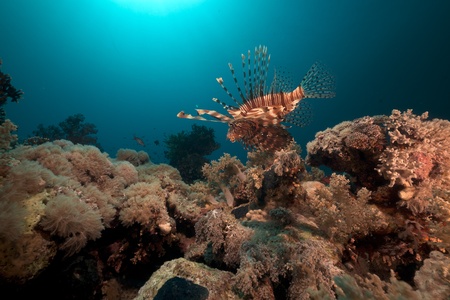 Lionfish and coral in the Red Sea.の写真素材