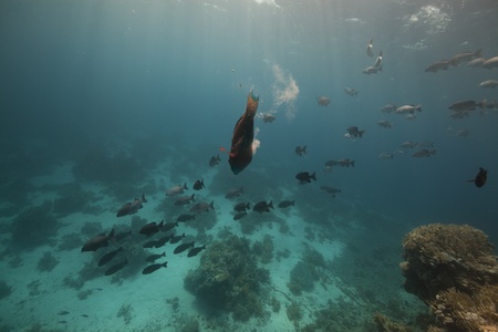 Fish and ocean in the Red Sea.の写真素材