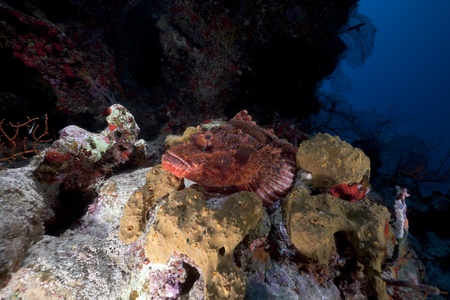 Scorpionfish and coral reef in the Red Sea.の写真素材