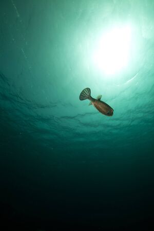 Boxfish and sun in the Red Sea.