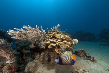 Tropical underwater life in the Red Sea.