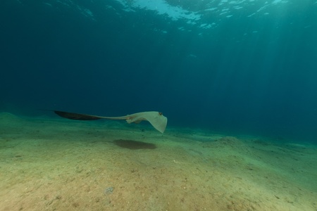 Fantail stingray in the Red Sea.の写真素材