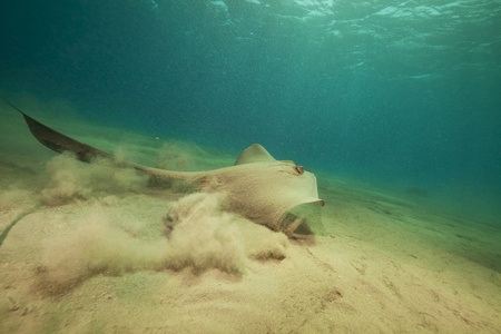 Fantail stingray in the Red Sea.の写真素材