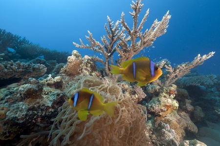 Anemonefish and anemone in the Red Sea.の写真素材