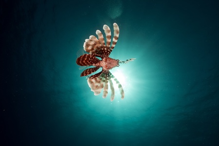 Lionfish in the Red Sea.の写真素材