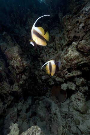 Bannerfish in the Red Sea.