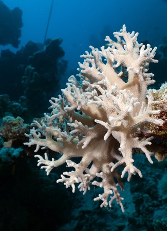 Finger leather coral in the Red Sea.の写真素材