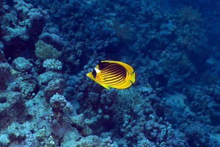 Raccoon butterflyfish in the Red Sea.の写真素材