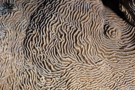 Close up of the texture and paterns of castle coral (pachyseris speciosa). Red Sea, Egypt. の写真素材