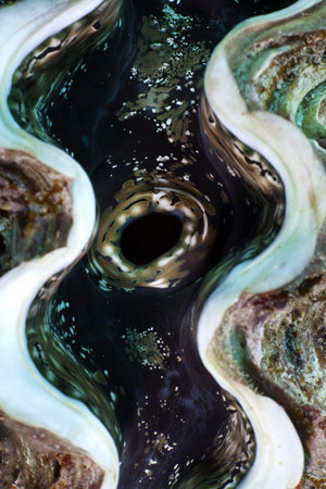 Giant clam in the Red Sea.の写真素材