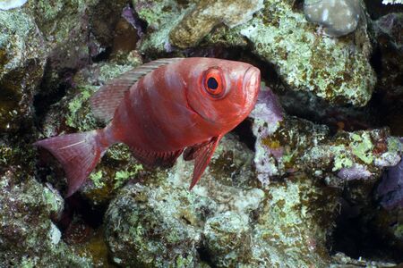 Crescent-tail bigeye in the Red Sea.