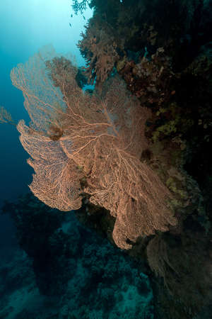 Tropical underwater life in the Red Sea.の写真素材