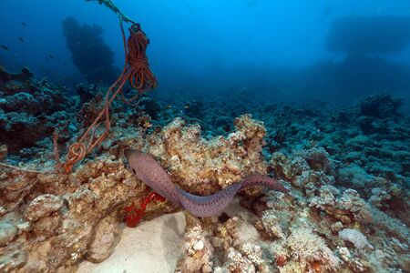 Giant Moray in the Red Sea.