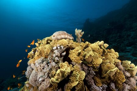 Lettuce coral in the Red Sea.