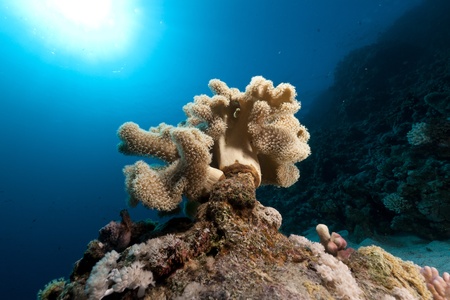 Leathery soft coral in the Red Sea.の写真素材