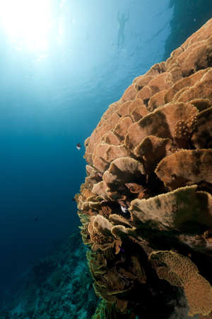 Red Sea coral reef and fish.の写真素材