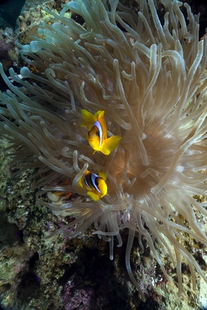 Anemonefish and magnificent anemone in the Red Sea.の写真素材