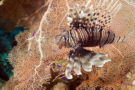 Lionfish in the Red Sea