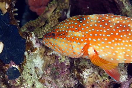 Coral hind in the Red Sea