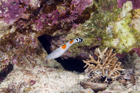 Clown coris juv. in the Red Sea