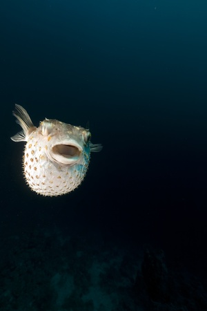 Yellowspotted burrfish in the Red Seaの写真素材